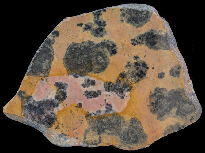 Polished, Paleoproterozoic Stromatolite (Pilbaria) - Australia #65497